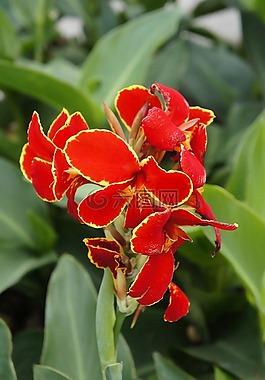花,鮮花,紅花