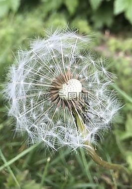 蒲公英,時鐘,自然