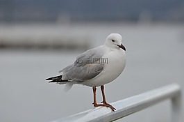 鳥,海鷗,海