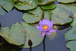 水百合,百合港口,荷花池