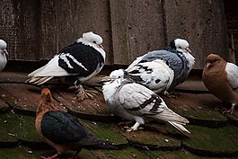 鴿子,鳥,動(dòng)物