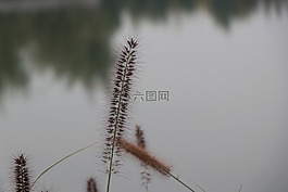 水面,蘆葦,花