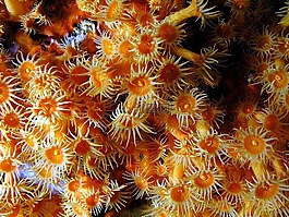 parazohantus,海雛菊,水下