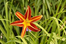 花,開花,盛開