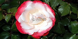 玫瑰,花,紅色