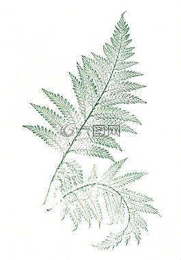 的folia,蕨類植物,葉