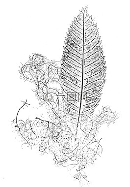 葉,的folia,自然