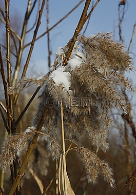 冬季,雪,冰