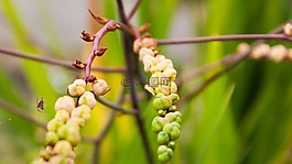 植物,生活,蜘蛛