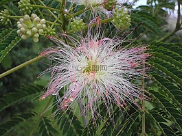 含羞草,花,露水