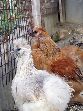 母雞,鳥,籠
