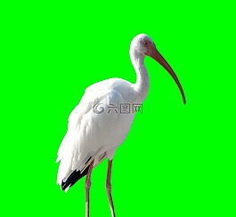 起重機,鳥,動物