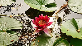 百合,池,水