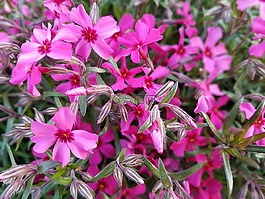 鮮花,春,floksy