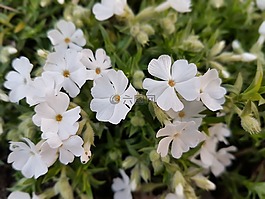 鮮花,春,floksy