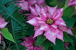 花,自然,植物區(qū)系