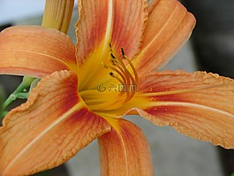 花,橙色,自然