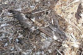 死亡,羽毛,鳥