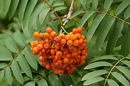 灰,山灰,羅恩