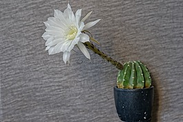 黑夜的女王,仙人掌,仙人掌花