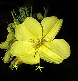 花,自然,植物區(qū)系