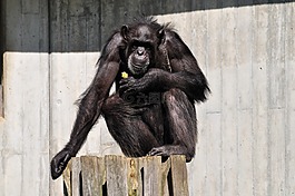猴子,äffchen,chimpanze
