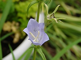 花,自然,光明