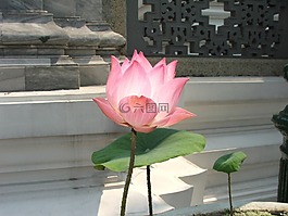 蓮花,泰國,宮