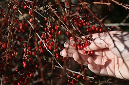 漿果,紅,手