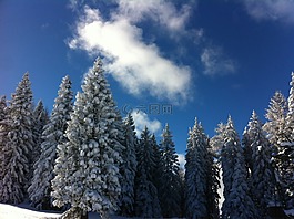雪,寒冬,冬天