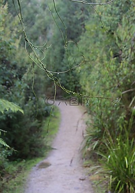 徑,走,徒步旅行