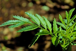 葉,植物,性質(zhì)