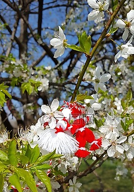 martenitsa,傳統,定義