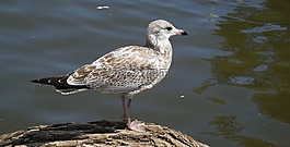 動物區(qū)系,鳥,海鷗