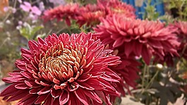 自然,花,植物區(qū)系