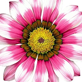 粉紅色,開花,花