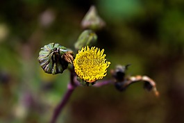 性質(zhì),戶外活動,植物
