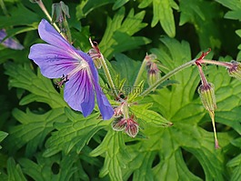 藍色花,開花,花