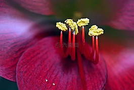 阿馬麗利斯,圣誕節(jié)花,開(kāi)花