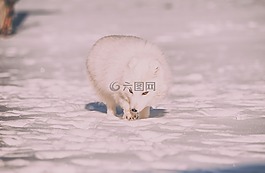 雪,冬天,冷