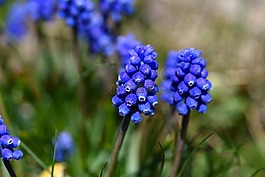 muscari,藍(lán)色,春天的花