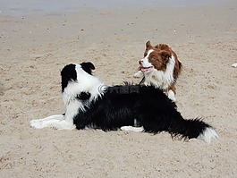 狗,海灘,邊境牧羊犬