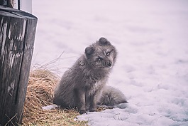 雪,冬天,白