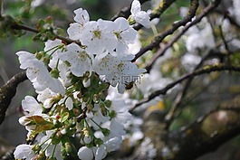 櫻桃,鮮花,春天