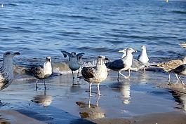 海,海鷗,波蘭