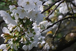 櫻桃,鮮花,春天