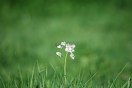 野花,草,模糊