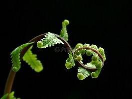 蕨類,樹,性質(zhì)