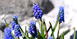 muscari,蓝色,春天的花