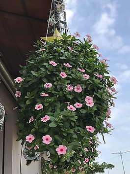 花,在newtown咖啡,pham van東